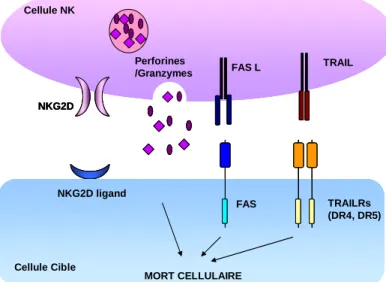 Figure  1:  Fonctions  cytotoxiques  des  cellules NK.  