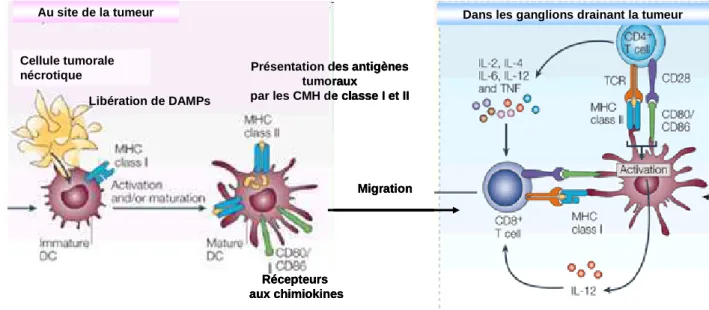 Figure  2:  Activation  des  cellules  dendritiques  et  déclenchement  de  la  réponse  immunitaire  adaptative