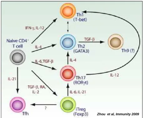 Figure 3: Le milieu cytokinique détermine la différenciation et la conversion des cellules CD4+