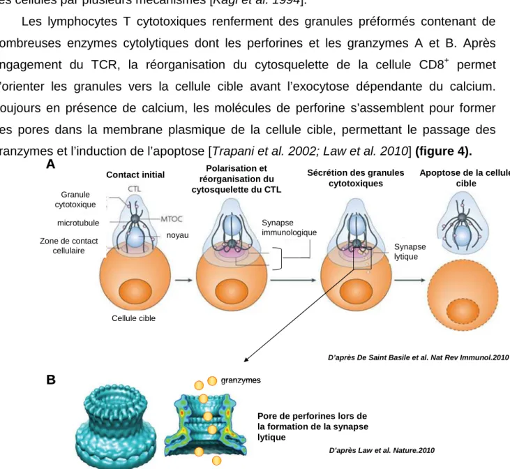 Figure 4: Formation de la synapse immunologique. (A) Après reconnaissance de la cellule cible,  le lymphocyte T cytotoxique (CTL) réoriente son centre organisateur des microtubules (MTOC) et son  réseau  de  microtubules  en  direction  de  la  zone  de  c