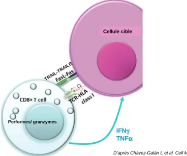 Figure  5:  Les  différents  mécanismes  cytotoxiques  mis  en  place  par  la  cellule  T  CD8 +   pour  tuer  la  cellule cible: 