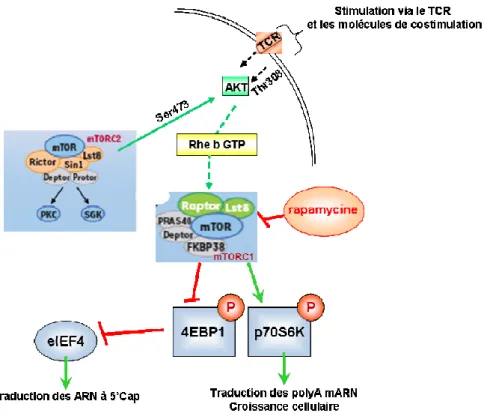 Figure  9:  Voie  de  signalisation  Akt/mTOR.  La  stimulation  du  TCR  et  de  la  molécule  de  costimulation  CD28  participent  à  l’activation  de  la  sérine/thréonine  kinase  mTOR