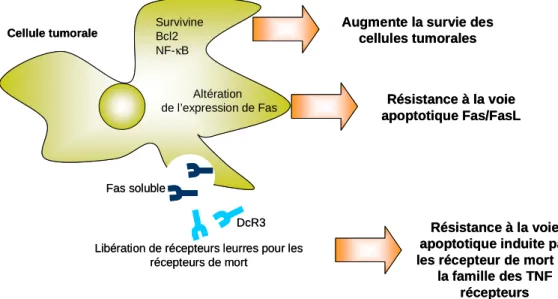 Figure  10:  Mécanismes  de  résistance  à  l’apoptose  développés  par  les  cellules  tumorales  Les  cellules tumorales peuvent exprimer différentes molécules anti-apoptotiques telles que la survivine et  Bcl-2