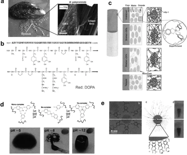 Figure 1.6  1 Catechol  coordination  chemistry  in mussel's byssal  threads  and synthetic materials
