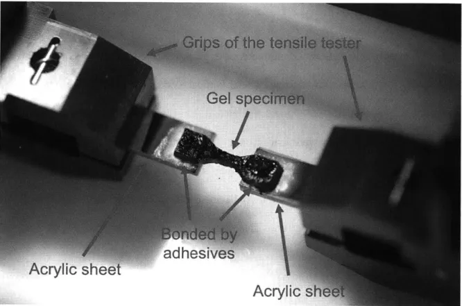 Figure 3.1  1 Experiment setup  and sample  loading configuration  for tensile tests  of a gel  specimen
