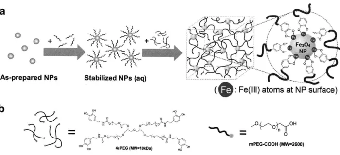 Figure 4.1  1 Assembly of NP hydrogel network.  (a)  Schematic  illustration of the preparation  procedures  of Fe 3 0 4  nanoparticle-crosslinked  hydrogel (NP  gel)