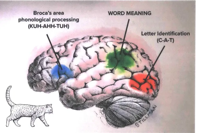 Figure  7-1  Neural Architecture for reading
