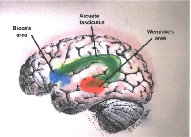 Figure 7-5  The  left arcuate fasciculus