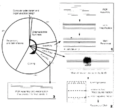 Figure  3  (A)  Main  steps  performed  in construction  of  genes  in gene  fabrication,  using  a MutS  pull-down procedure for error-filtration