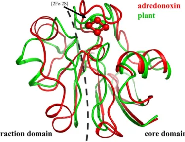 Figure 2. Superposition des structures cristallographiques de l’adrénodoxine bovine (en rouge) et de la  ferrédoxine  de  type  plante  de  Spirulina  platensis  (en  vert)