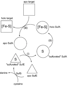 Figure  7.  Schéma  hypothétique  de  fonctionnement  du  système  SUF.  Le  mécanisme  proposé  comporterait trois etapes : (i) transfert du S de SufSE à SufA, (ii) formation du Fe-S dans SufA, (iii)  transfert du centre Fe-S dans la proteine cible