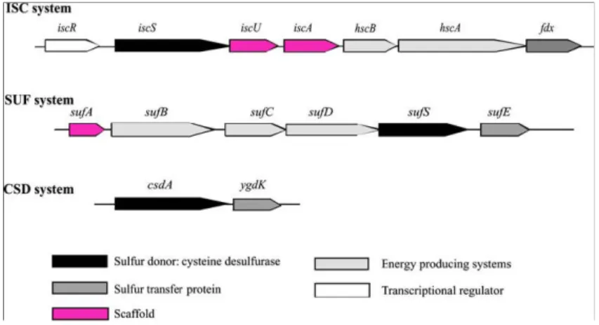 Figure 8. Les  opérons codant pour les machineries de  biosynthèse des  Fe-S  ISC, SUF et CSD de E