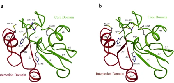 Figure  3.  Ribbon  representation  of  the  FdVI  protein  structure  in  the  oxidized  (a)  and  reduced  (b)  states