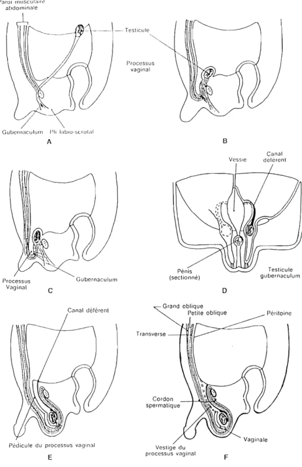 Figure  :l..,  Processus V&lt;Jginal  A  c  Gubernaculum C&lt;Jnal  déférent 