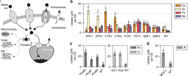 Fig. 1 Metal transporters were used to selectively internalize heavy metals into yeast