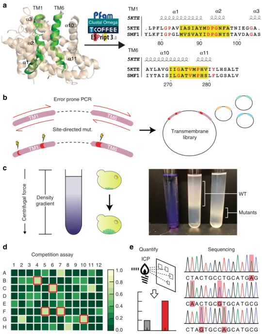 Fig. 4 A developed high throughput screen to systematically engineer selective metal transporters