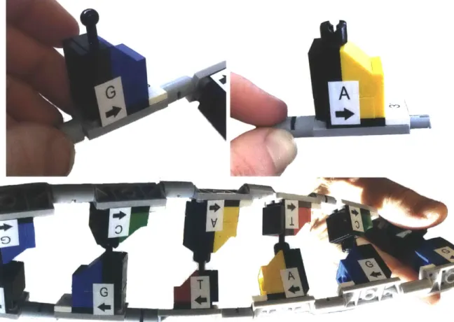 Figure  2-1:  Photographs  of  the  DNA  nucleotide  components  in  the  LEGO  DNA Learning  Center  Set