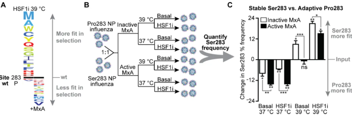 Fig 4. Host chaperones define the immune escape capacity of the Pro283 NP variant. (A) Deep mutational scanning reveals opposing selection forces from chaperone depletion versus MxA-mediated immune selection