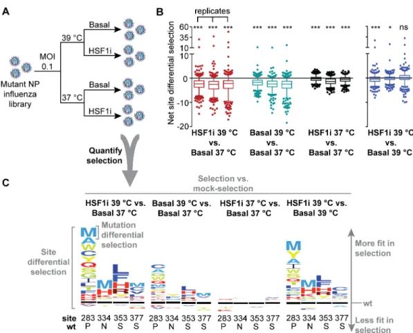 Fig 1. Deep mutational scanning reveals positively selected sites upon chaperone depletion at a biophysically restrictive temperature