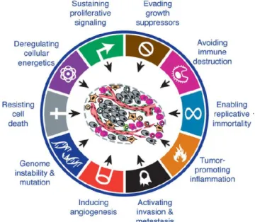 Figure 1 : Les 8 capacités des cancers et leurs 2 caractéristiques leur permettant d’y accéder  (Hanahan and Weinberg, 2011)