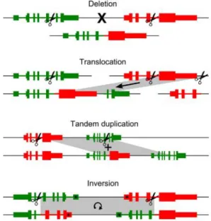 Figure 7 : Les 4 altérations chromosomiques pouvant amener à la formation de gènes de fusion  (Annala et al., 2013)
