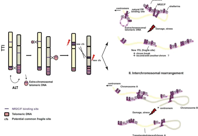 Figure 13 : Insertion d’ADN télomérique par le système ALT amenant une instabilité  chromosomique (Marzec et al., 2015)