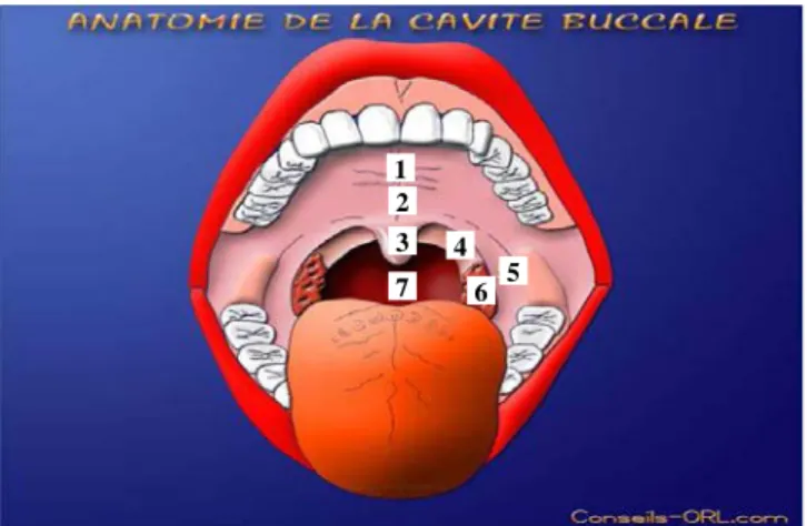 Figure n°1 : Vue antérieure de la bouche [12] 