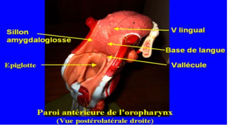Figure n°3 : vue postérolatérale droite  de l’oropharynx  [14] 