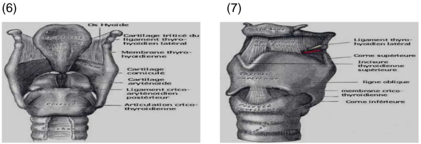Figure n°6 : Vue antérieure(6) et postérieure(7) du larynx [12]                                                                                               