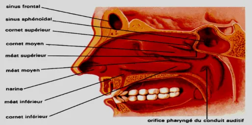 Figure n°8 : Coupe verticale de la fosse nasale montrant les cornets [13] 