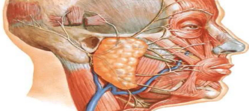 Figure n°10 : vue latérale de la glande parotide et les branches du nerf  facial D’après Netter [16] 