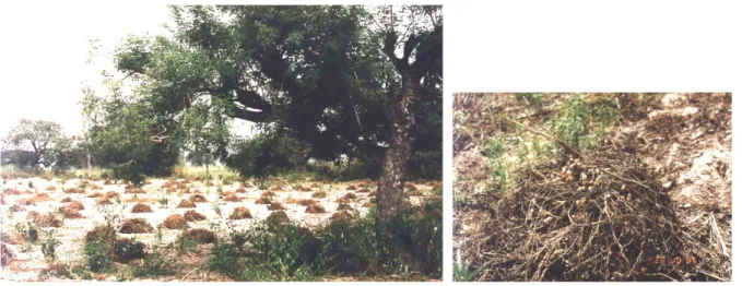 Figure 2 : a. Séchage de l’arachide au champ          b. Moyette d’arachide 