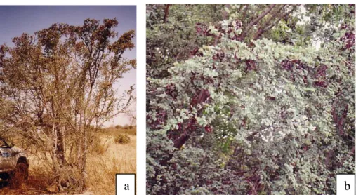 Figure 4 : a.Vue générale de Bauhinia rufescens                 b. Branches montrant des gousses et feuilles 