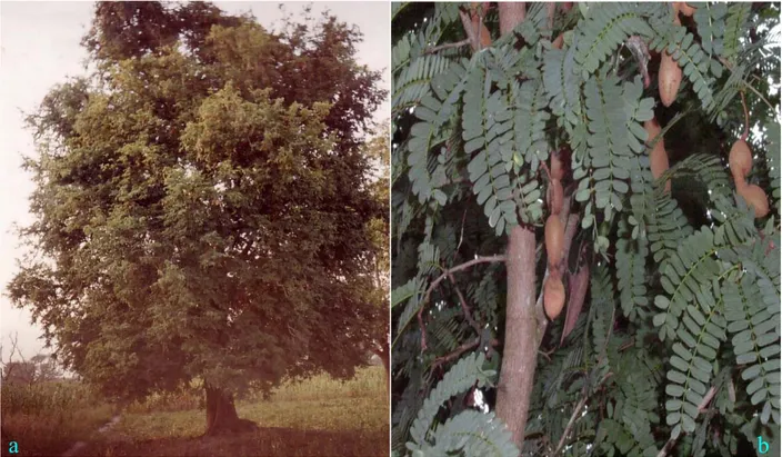 Figure 7 : a. Pied de Tamarindus indica         b. Branche montrant des feuilles et fruits 