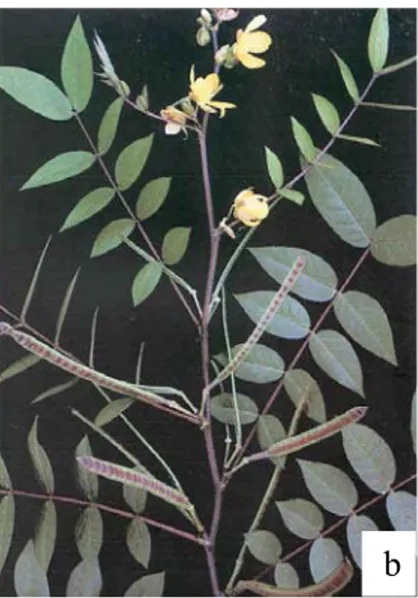 Figure 12 : a. Plant de Senna occidentalis          b. Branches de S. occidentalis  montrant      feuilles, fleurs et gousses 
