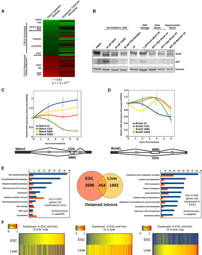 Figure 7. DIs are differentially spliced in response to DNA damage and show cell type-dependent abundance