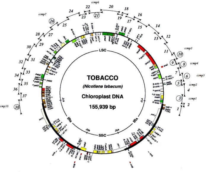 Figure 1 : Structure de l’ADN chloroplastique du tabac 