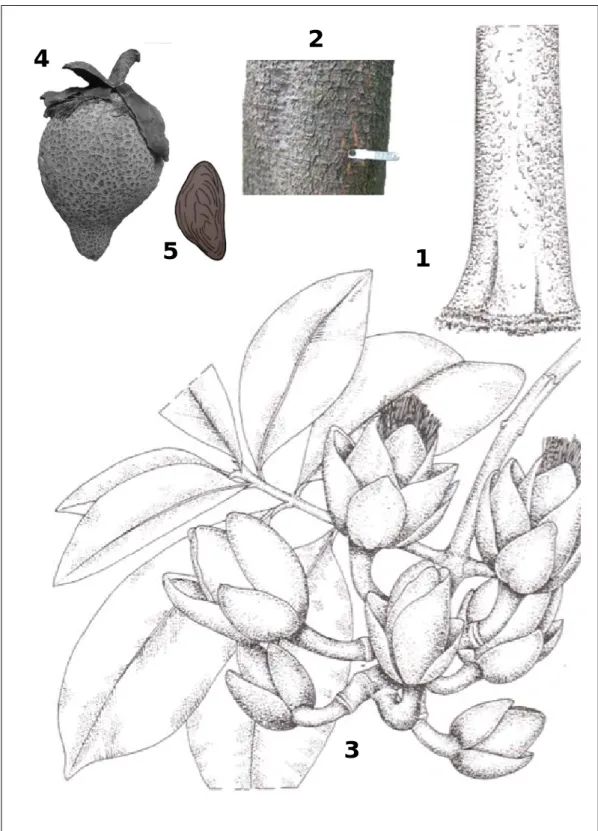 Figure 3 : Différentes parties de Pentadesma butyracea                                                           (1, base du fût ; 2, écorce ; 3, rameau feuillé en fleurs ; 4, fruit ; 5, graine)
