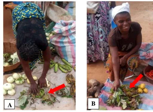 Figure  7.  Commercialisation  des  jeunes  feuilles  de  Myrianthus  arboreus  (indiquées  par  les  flèches)  par  les  femmes  aux  marchés  de  Lobia  (A)  et  de  Gbokora  (B)  de  Daloa  (Agbeke, 2014) 