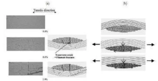 Figure I.17 – Observations microscopiques d’un tissu en traction pour trois déformations diffé- diffé-rentes [Osada et al., 2003]