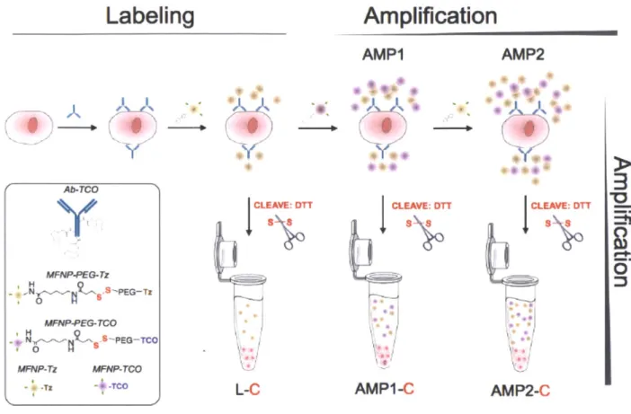 Figure  2-1.  Schematic  of the labeling  strategy  used  to amplify  biomarker signals