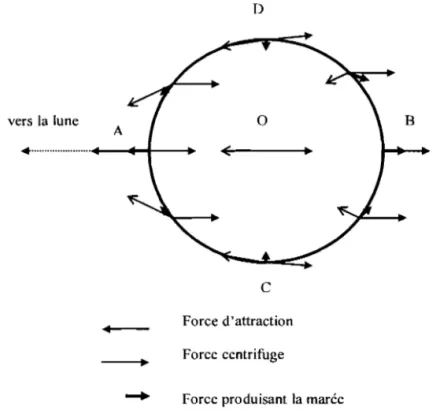 Figure  1  : Système de  forces  décrivant  les  phénomènes de  marées 