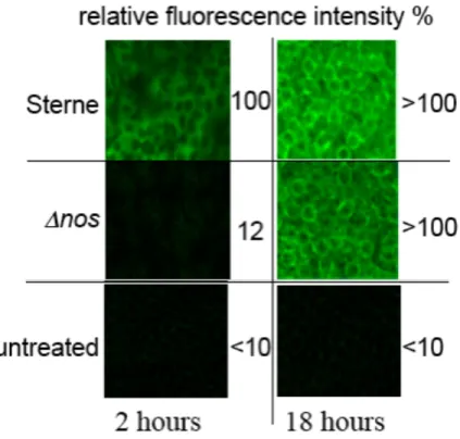 Figure 3. Visualization of fluorescence enhancement by CuFL1 in J774A.1 infected macrophages at 2  and  18  h  post-infection