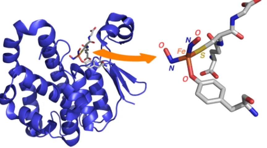 Figure  4.  Structure  of  human  glutathione  S-transferase  P1-1  monomer  containing  a  bound  dinitrosyl  iron complex