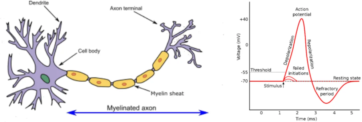 Figure 1.1: The structure of a biological neuron and the action potential. Source: https://en.wikipedia.