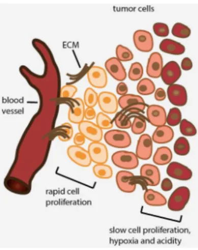 Figure 1.2: Cancer cell growth in oxygenated and hypoxic environment. Source: Zhang et al