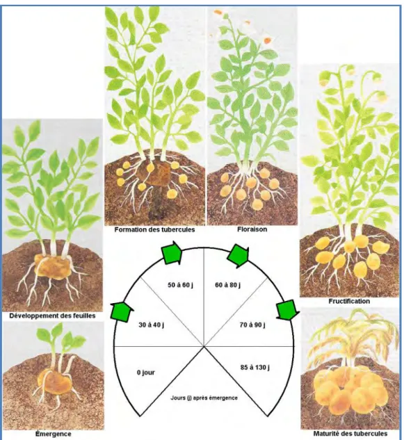 Figure I.7 : Cycle végétatif et stades de développement de la pomme de terre (Kotchi et  Olivier, 2004)  