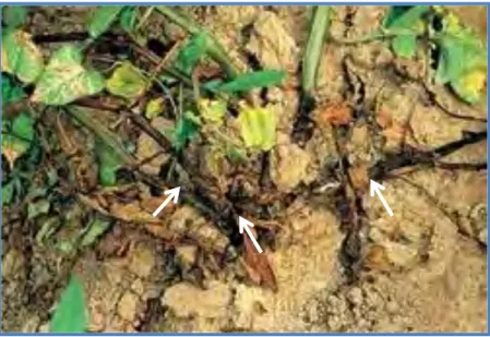 Figure I.15 : Symptôme de la jambe noire sur des plantes de pomme de terre  