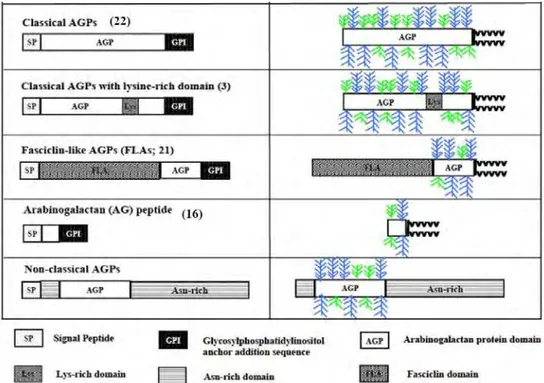 Figure I.31 : Représentation schématique des structures putatives de différentes classes  d’AGP chez A