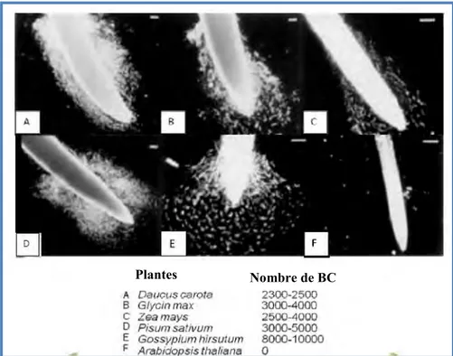 Figure I.34 : Mise en évidence des cellules bordantes chez plusieurs espèces végétales   Le nombre de cellules bordantes (BC) produites varie selon les espèces végétales